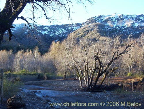 An image of a tree at the entrance of the Radal Siete Tasas National Park, Chile.